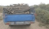 رسوایی و فرار متهم قطع درختان جنگلی در حمیدیه