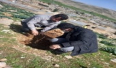 نهالکاری در بوستان روستای تاکوتر دهستان پیان شهرستان ایذه برگزار شد