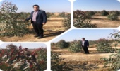  بازدید از طرح زراعت چوب پادگان جوادالائمه ماهشهر