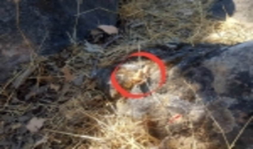 کارگاه آموزشی کنترل آفت ملخ بال کوتاه بلوط در اندیکا برگزار شد