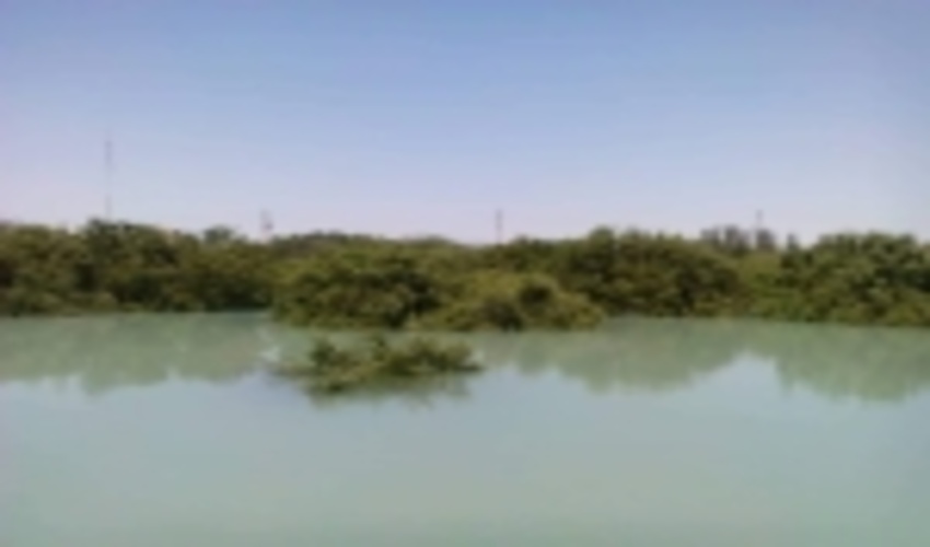 مساحت جنگل های مانگرو در بندر ماهشهر به ۶۵۰ هکتار رسیده است