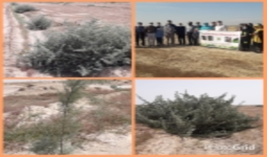 مهار 1300 هکتار از کانون های فوق بحرانی ریزگرد در محور بندر امام_شادگان