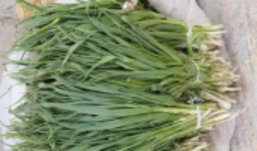 ۸۰۰ کیلوگرم گیاه در حال انقراض در دزفول کشف شد