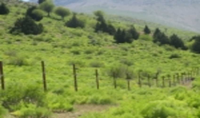شناسایی 6900 هکتار ذخیرگاه جنگلی در سال 1399