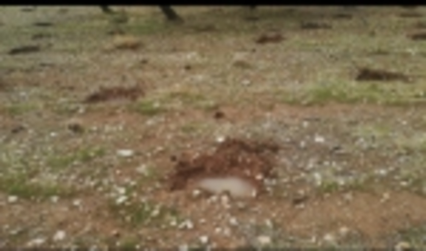 50 هکتار بذکاری در حوضه آبخیز رکعت، طرح جنگلکاری صیانت، بخش دهدز شهرستان ایذه به اتمام رسید. 