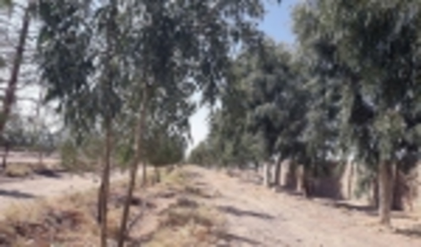 توسعه زراعت چوب در خوزستان