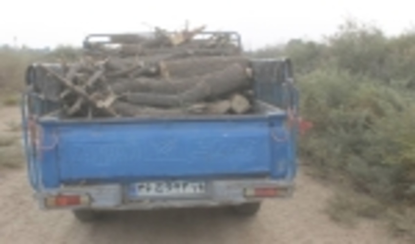 رسوایی و فرار متهم قطع درختان جنگلی در حمیدیه