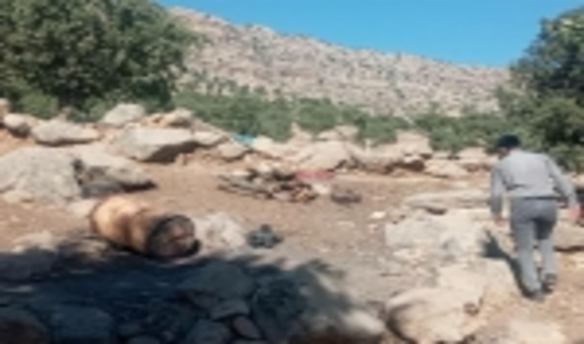 کشف سوخته درختان بلوط زاگرس 