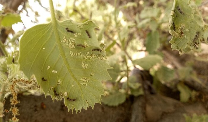 دومین مرحله مبارزه با آفت برگخوار بلوط در جنگل‌های دزفول آغاز شد