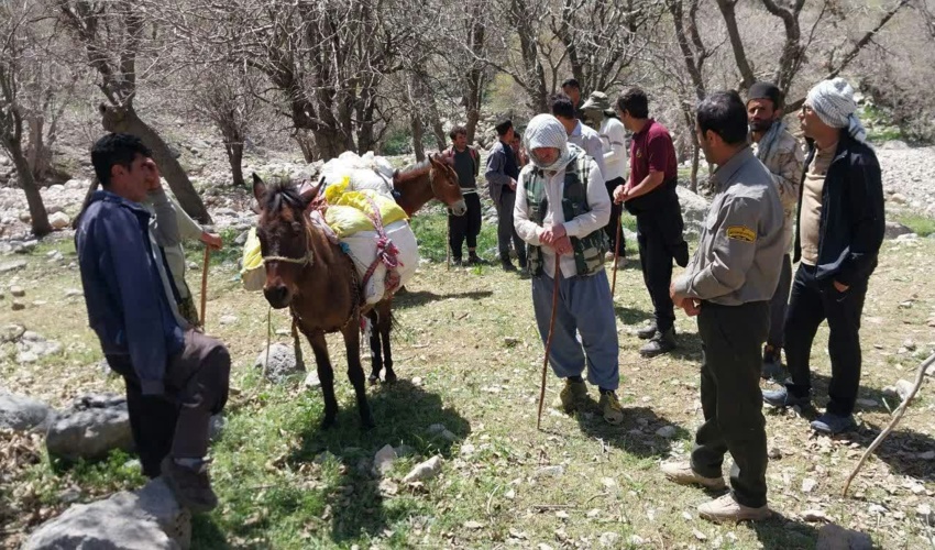 کشف گیاهان دارویی در مناطق صعب العبور دلی و مولر شهرستان اندیکا