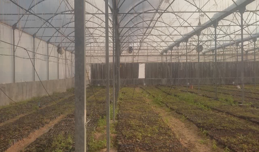 با طرح زراعت چوب ، بیابان سرسبزی را بغل می کند 