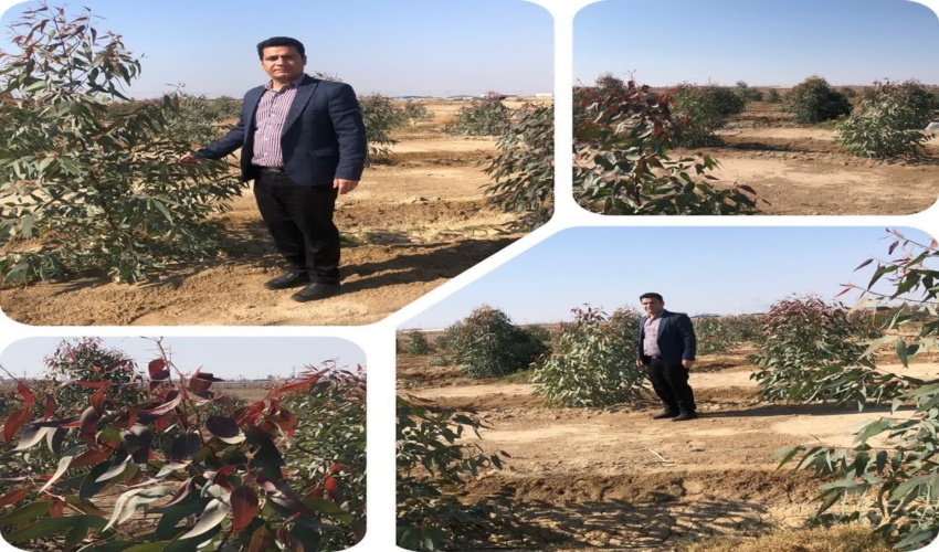  بازدید از طرح زراعت چوب پادگان جوادالائمه ماهشهر