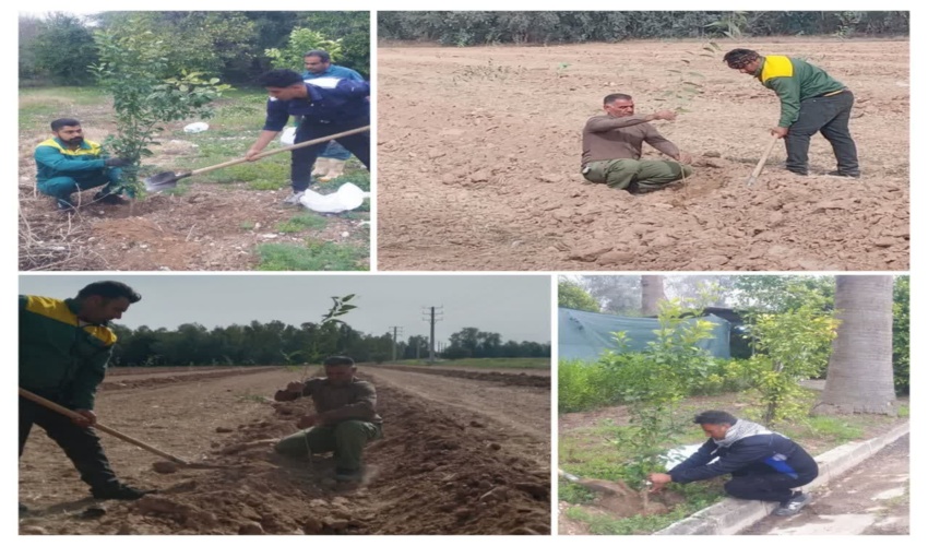 کاشت ۷۰۰ اصله درخت و نهال مرکبات در کوی سوم شعبان به مناسبت روز درختکاری